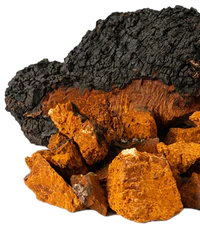 Chaga